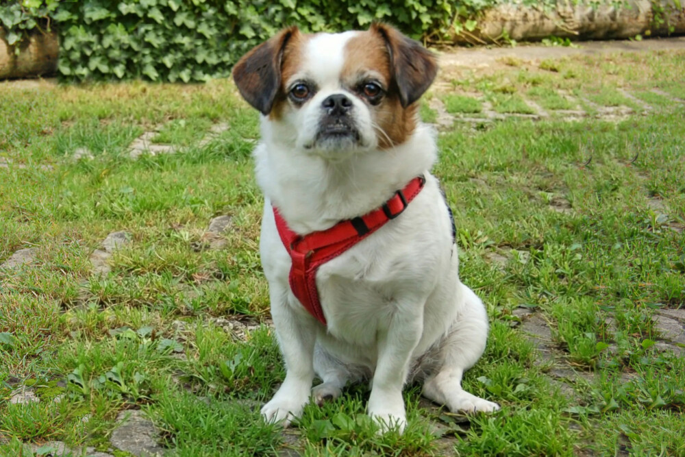 Mr. Joschi