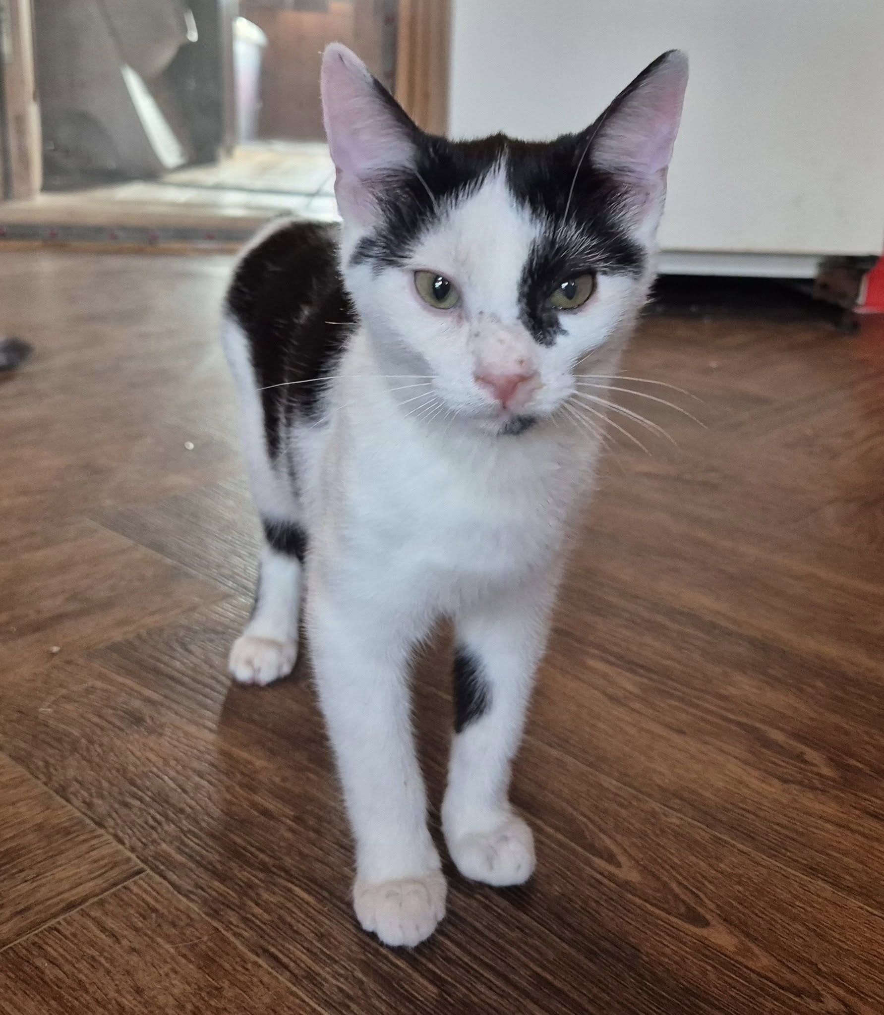 Junger Kater Haku