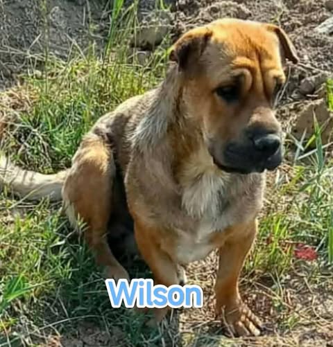 Wilson