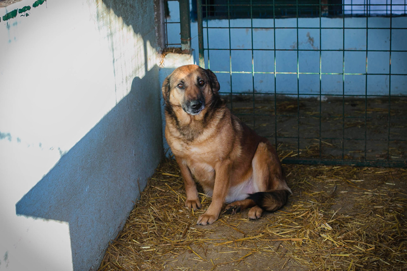 Maila