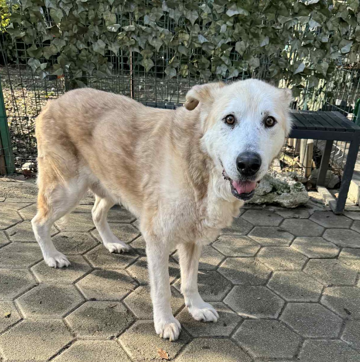 Nobby