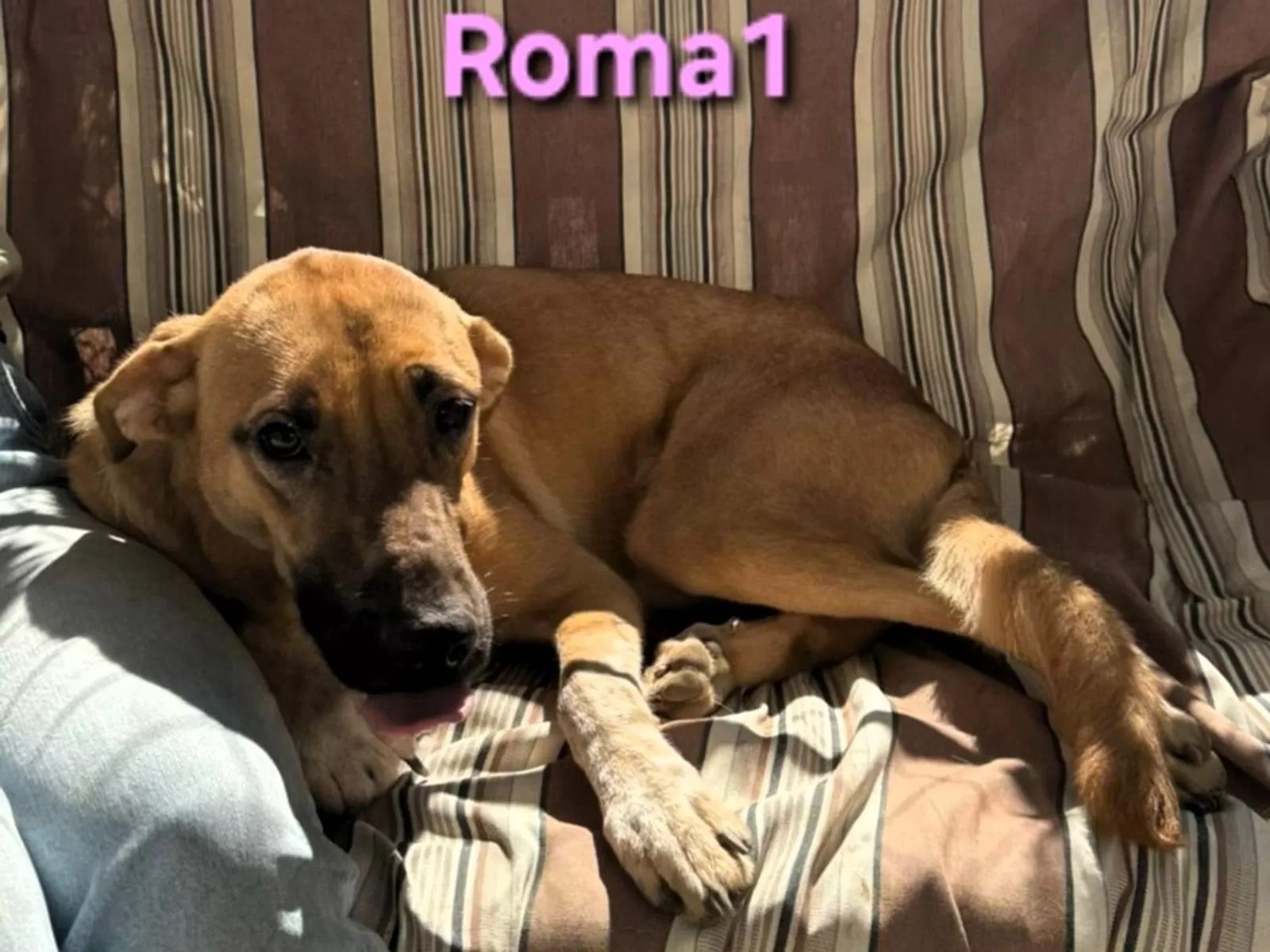 Roma1 (Vermittlungshilfe)