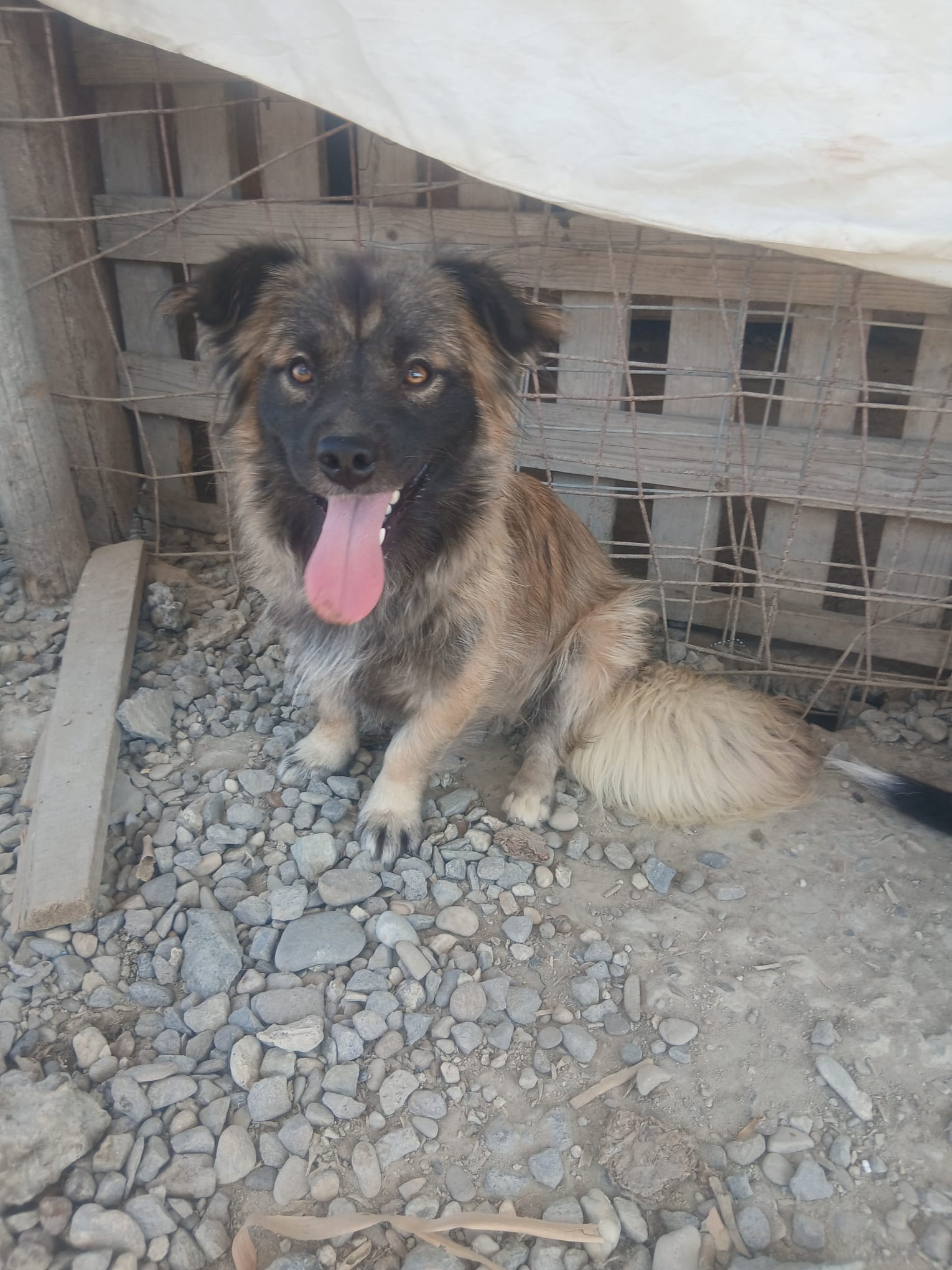Ajax 🐕
