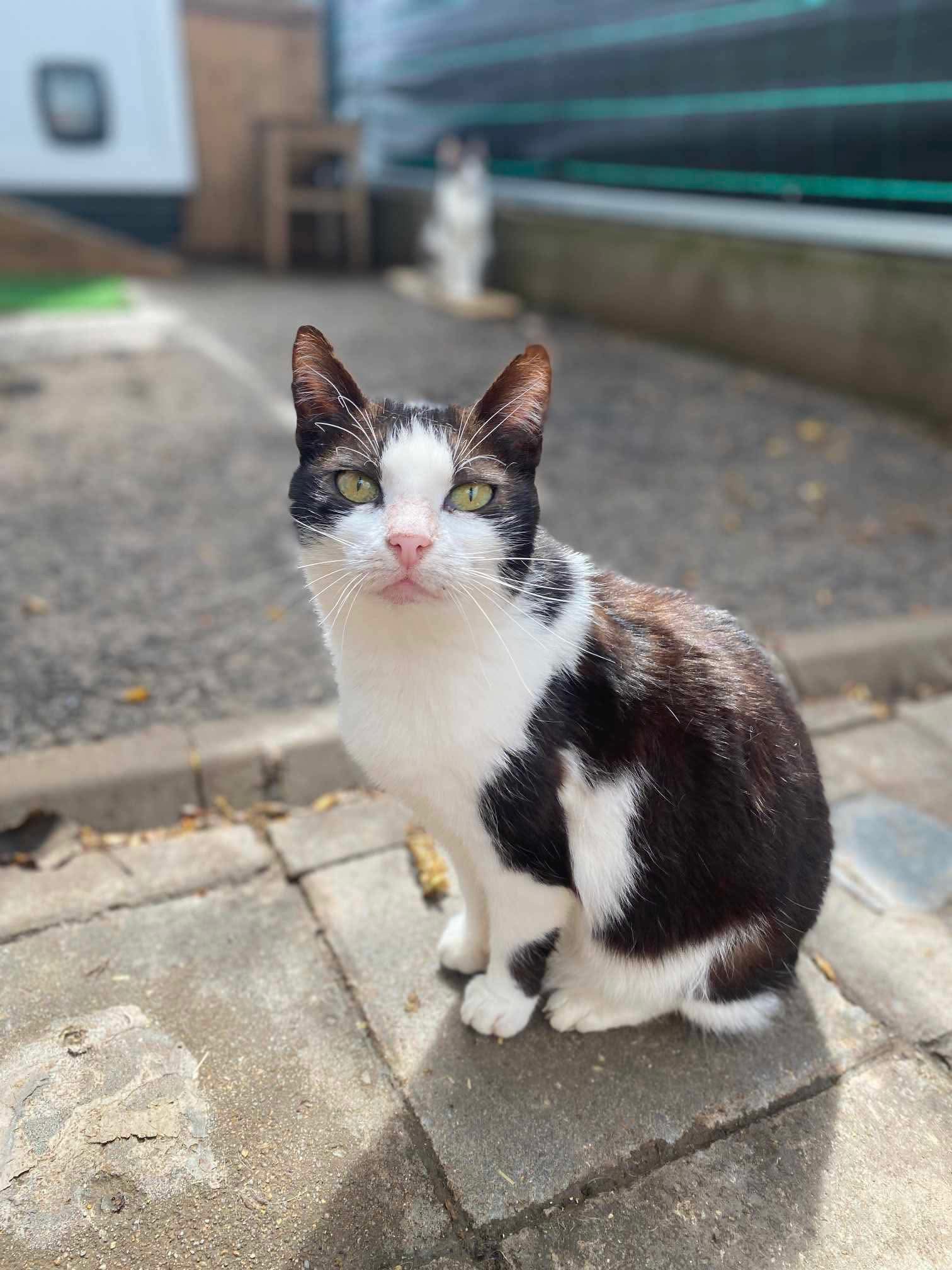 Paulina🐾😺