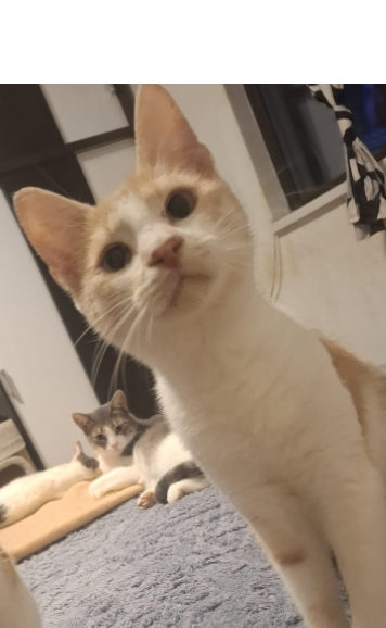 Pumkin 🐾🐈