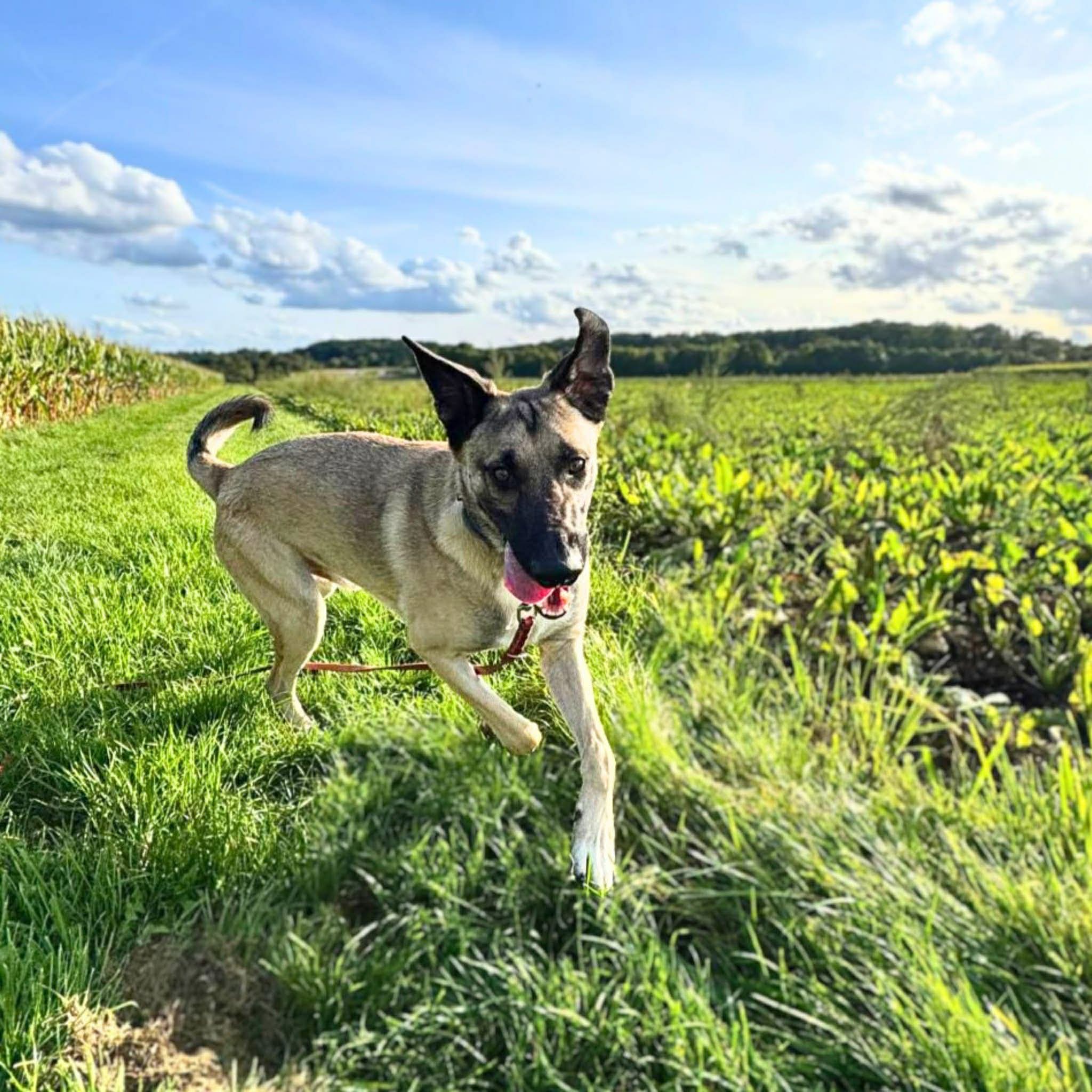 Raki🐾wartet in 70180