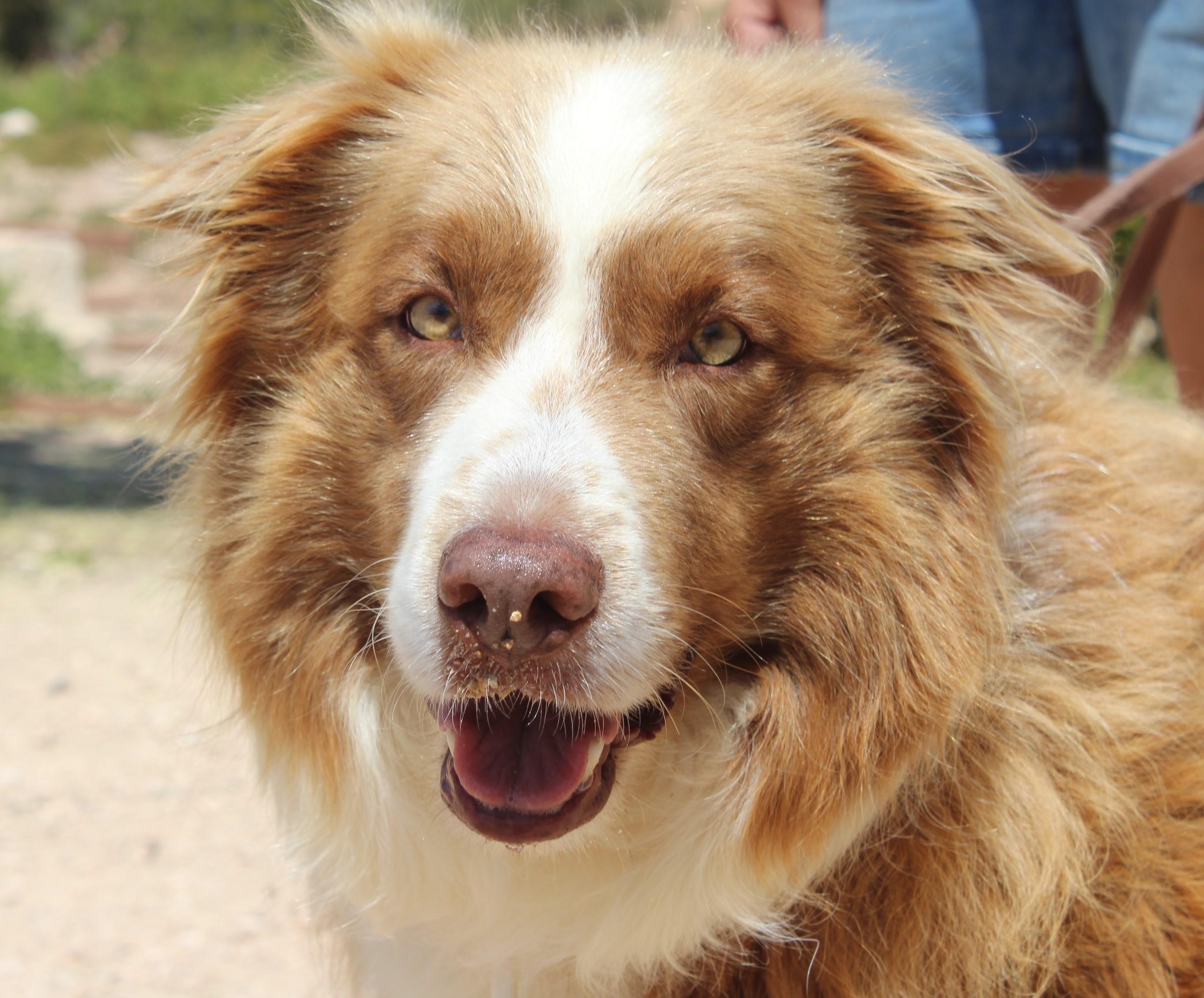 Aussie Shepard Mar