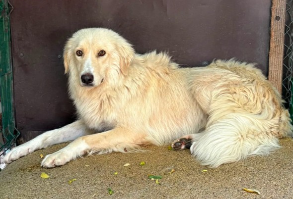 Zurückhaltender, lieber Goldie