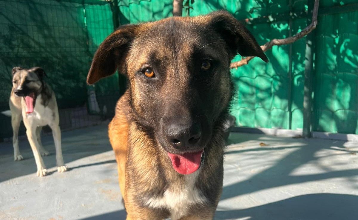 🐾SOS -NOTFALL Mateo🆘