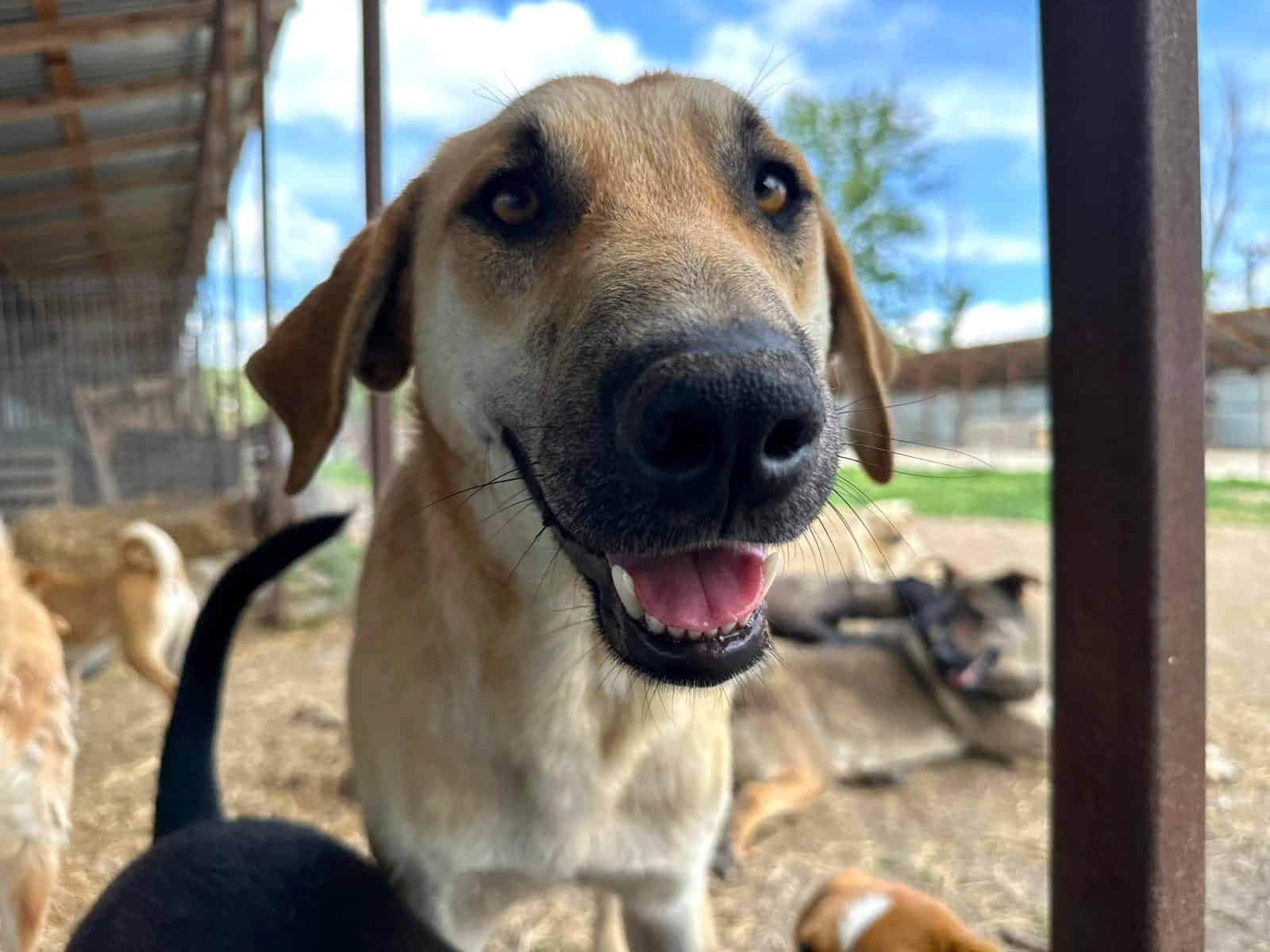 Hugo