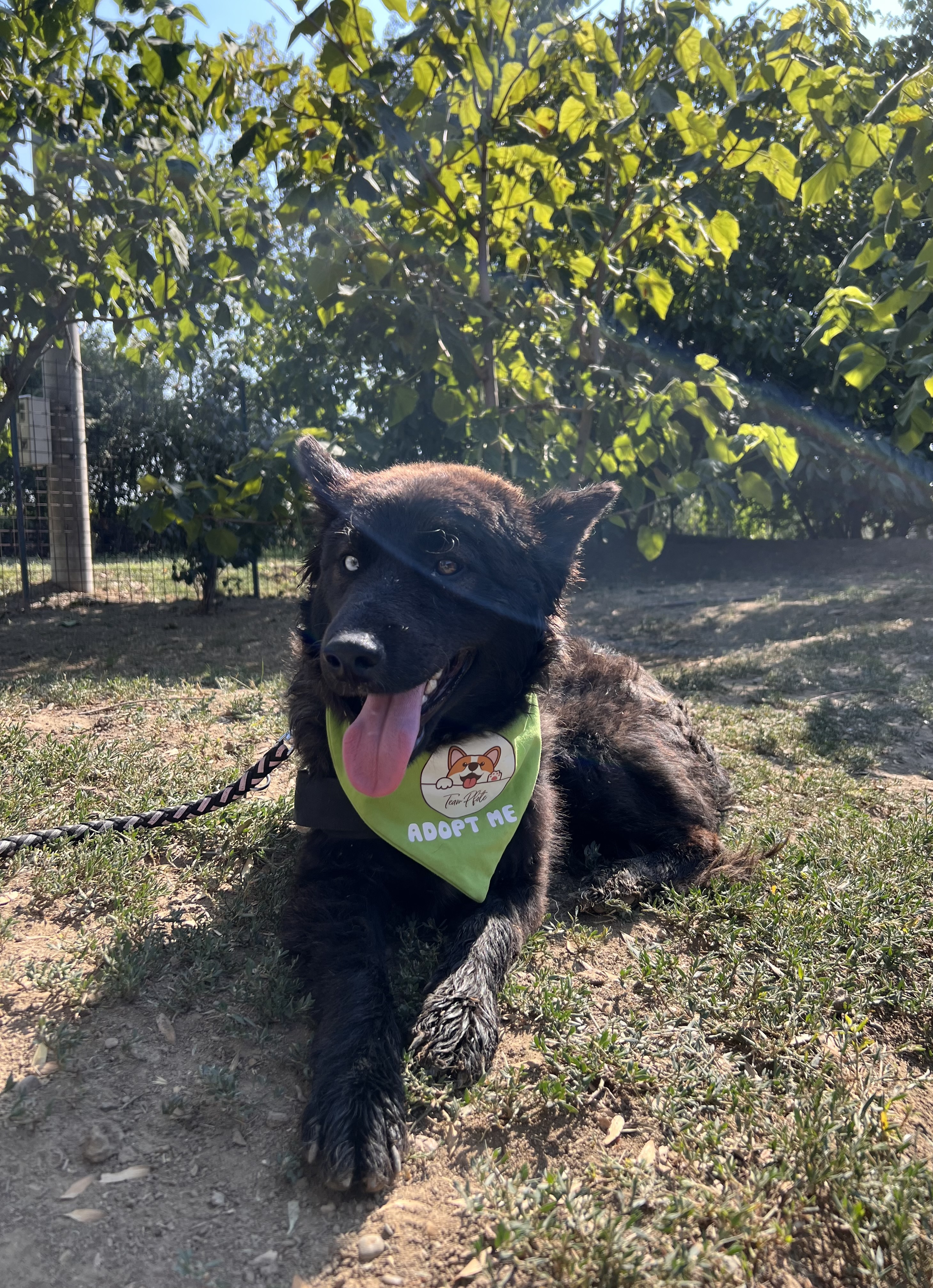 Balu