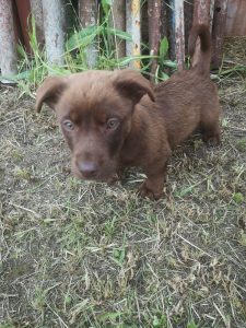 Ted - Herzenshund