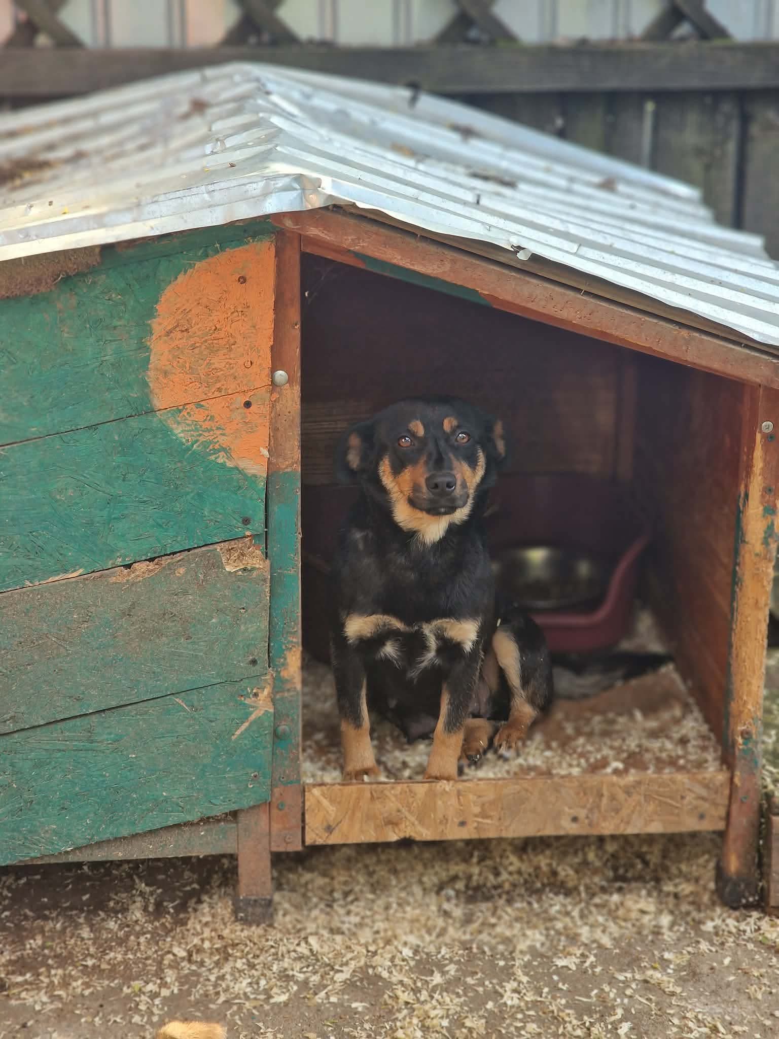 Nova