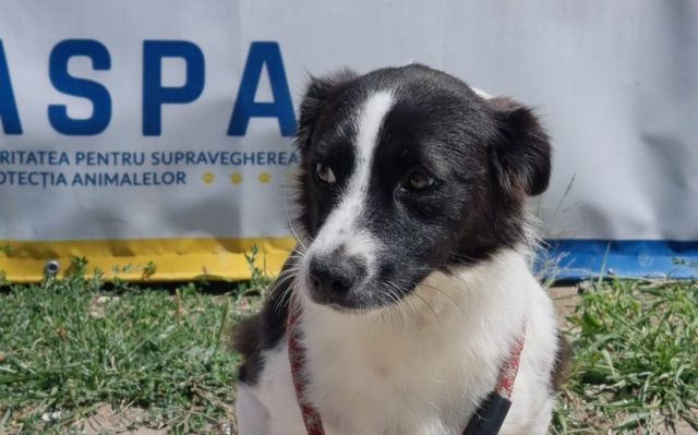 Nova