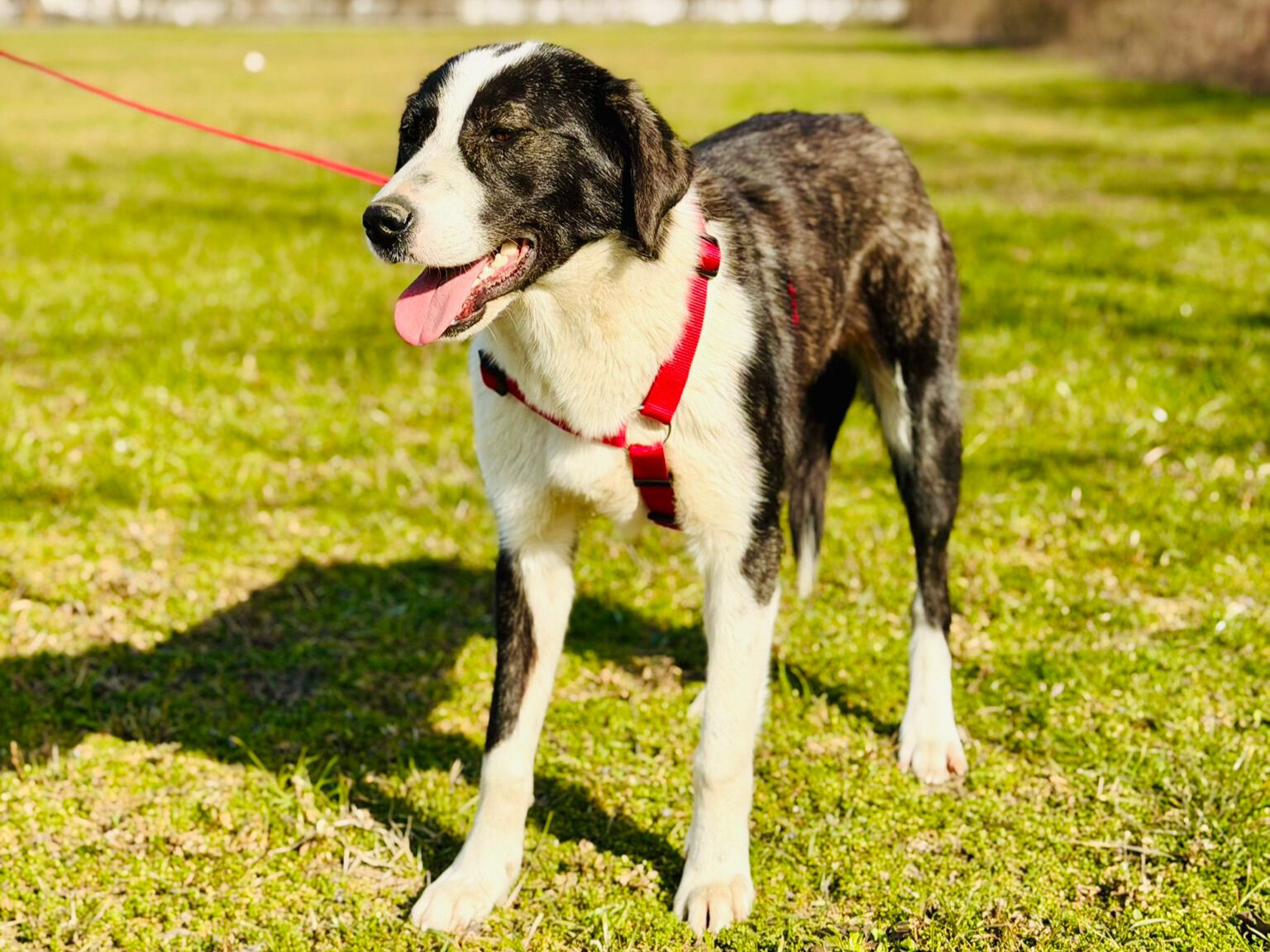 🐶 Verspielte junge Jessica 🐾