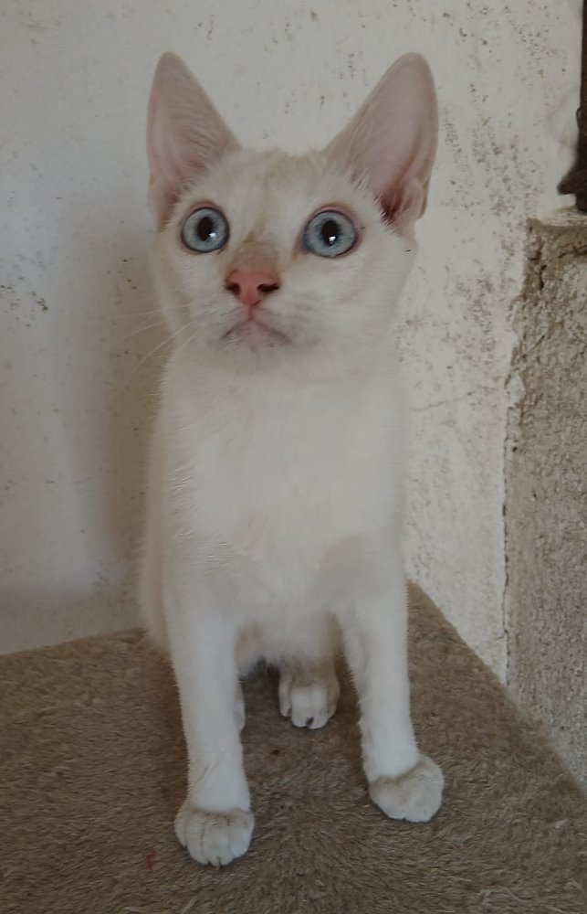 Blanco