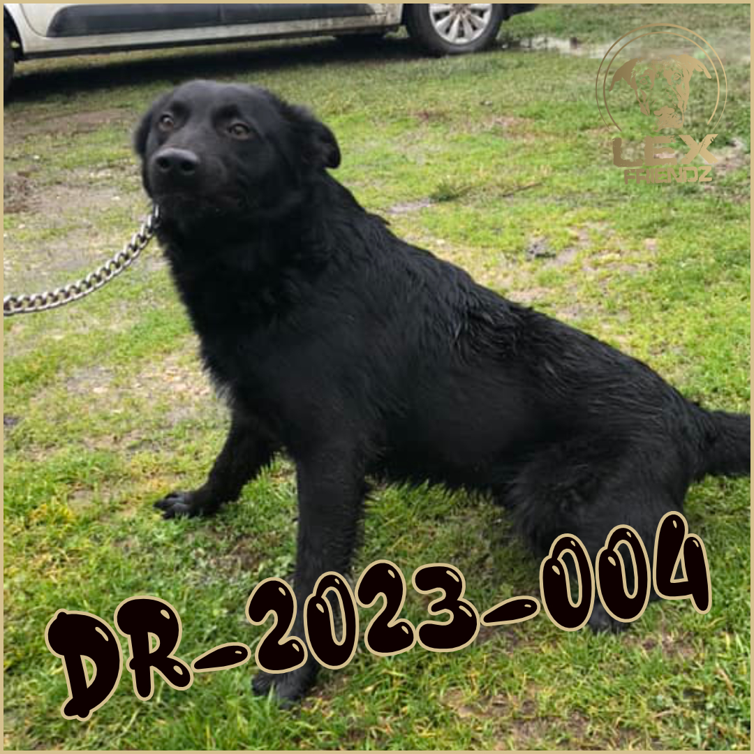 DR-2023-004