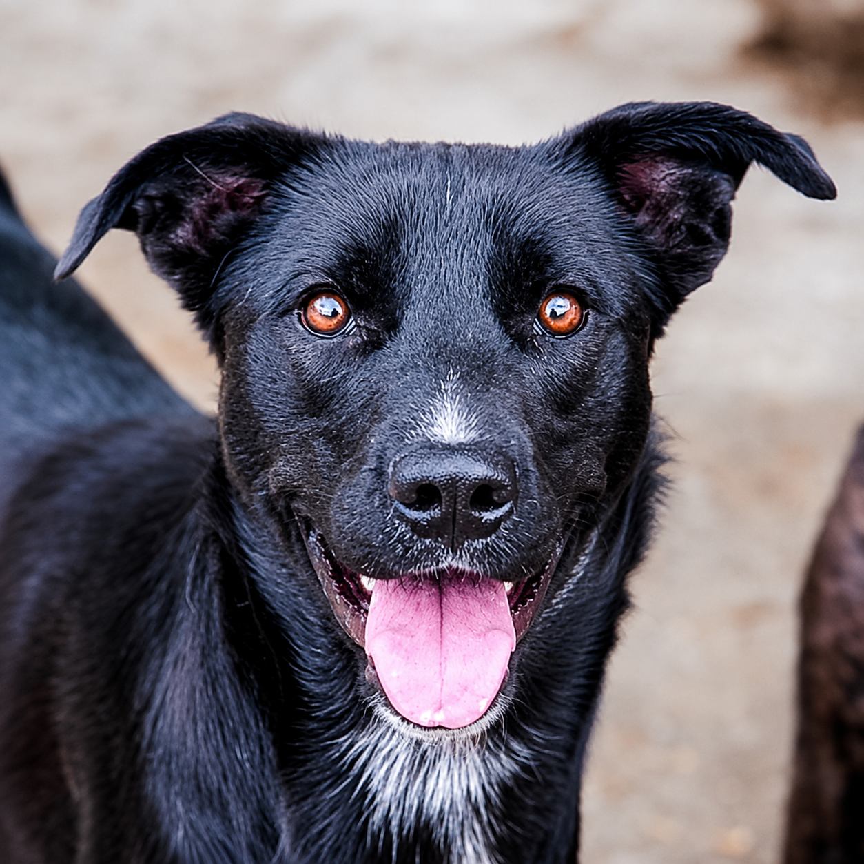 Jake ist ein Traumhund
