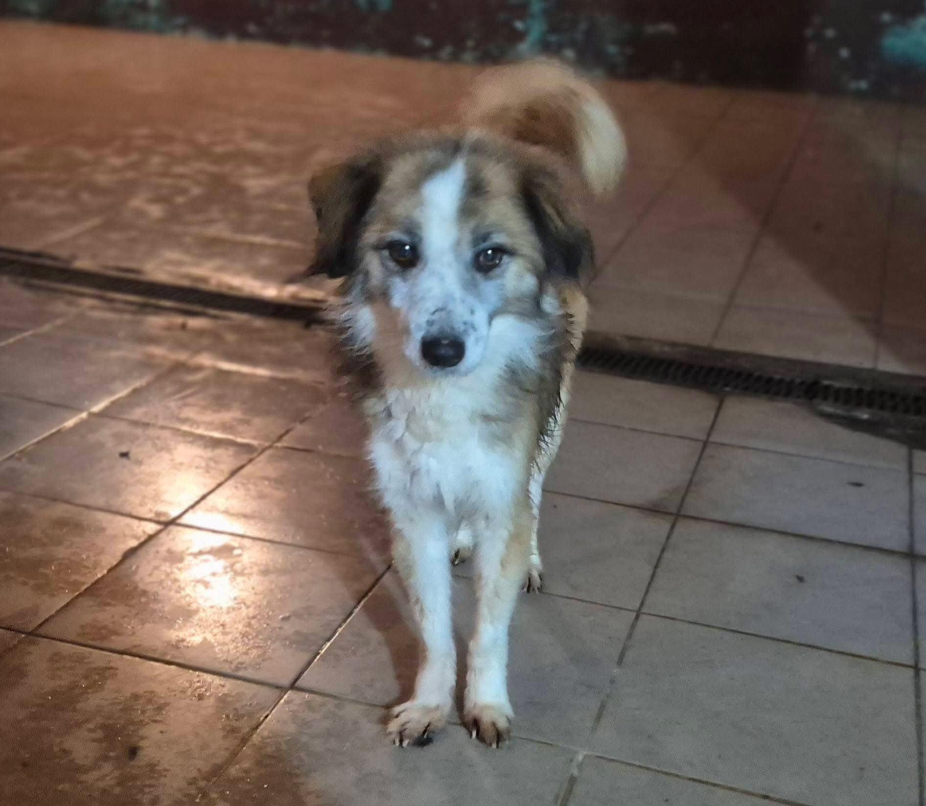 Rüde Chico
