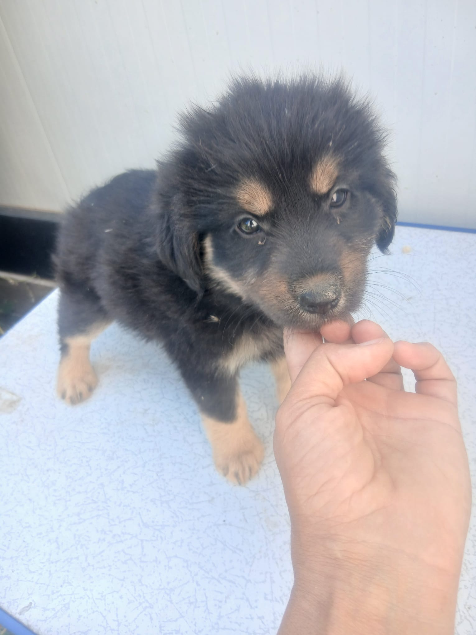 Imani 🐕