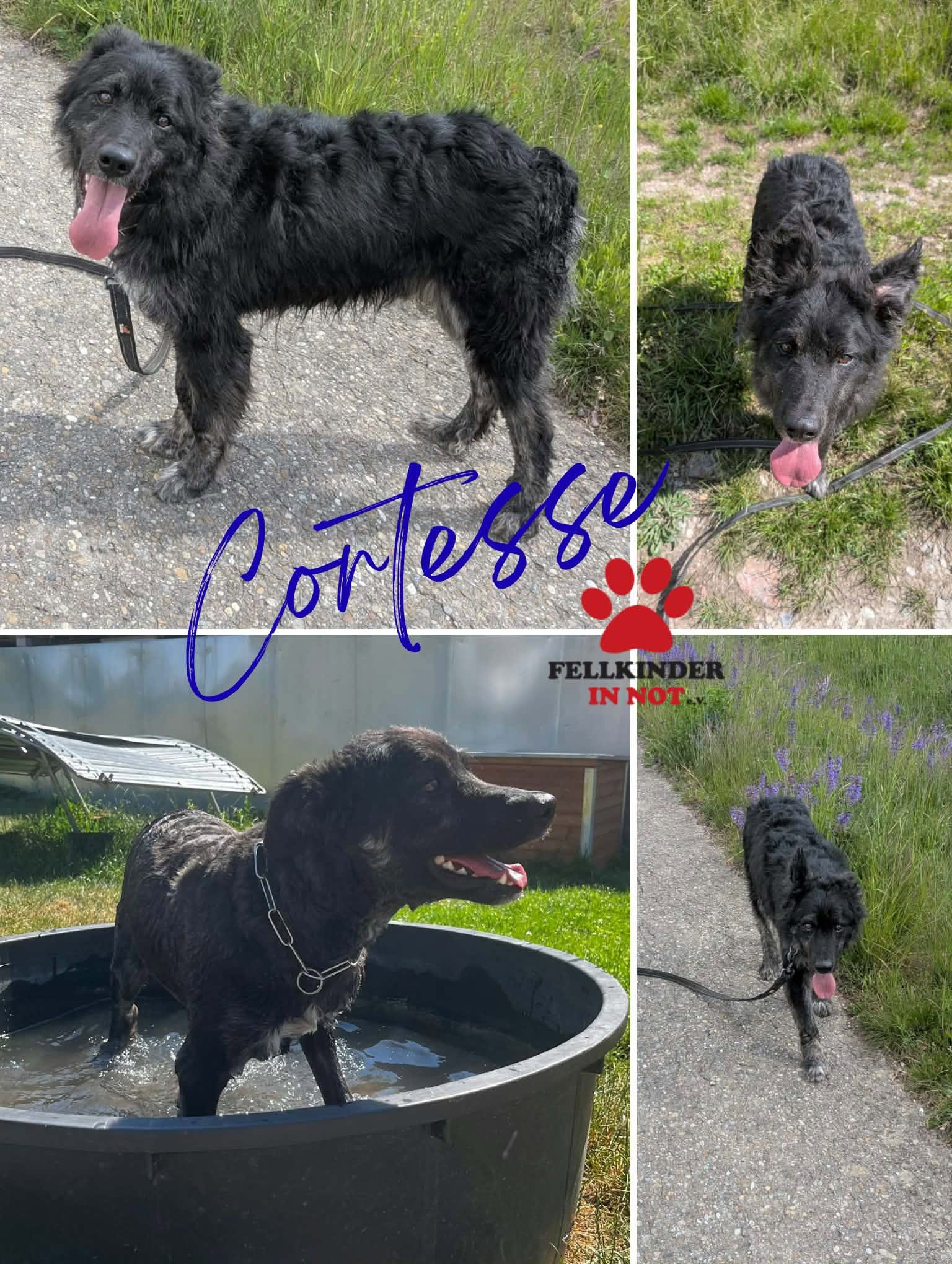 Cortesse