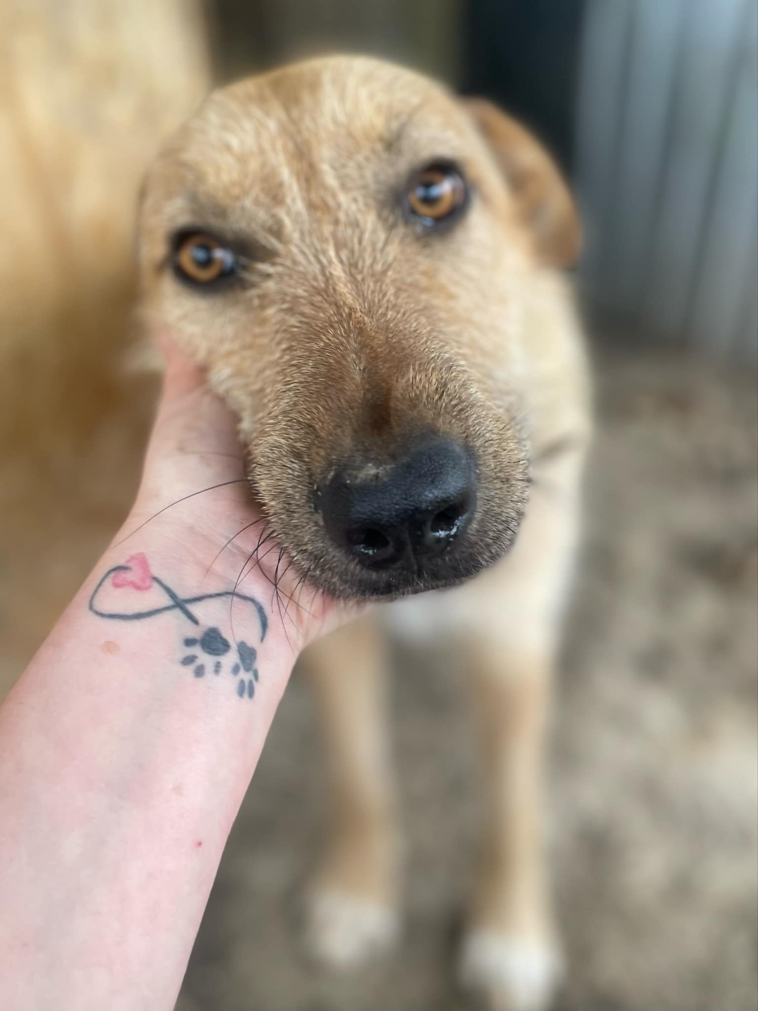 Odin