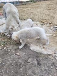 Mama Whitey
