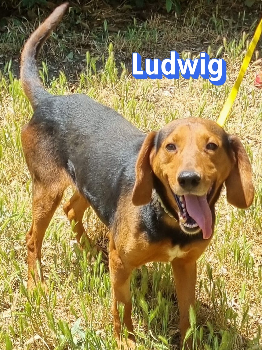 Ludwig