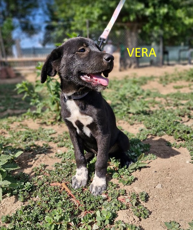 Vera
