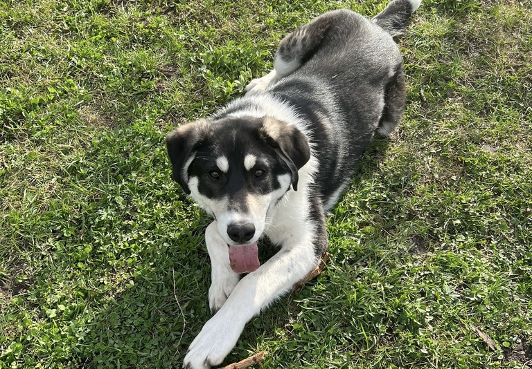 Kayo