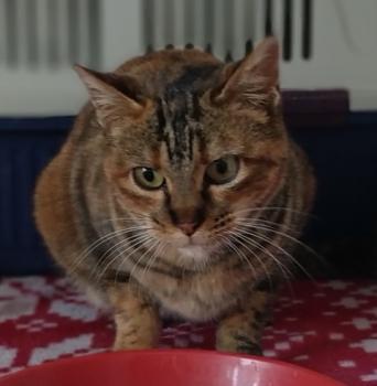 RITA - Bildhübsches Tigermädchen sucht pfötchenringend seinen Menschen