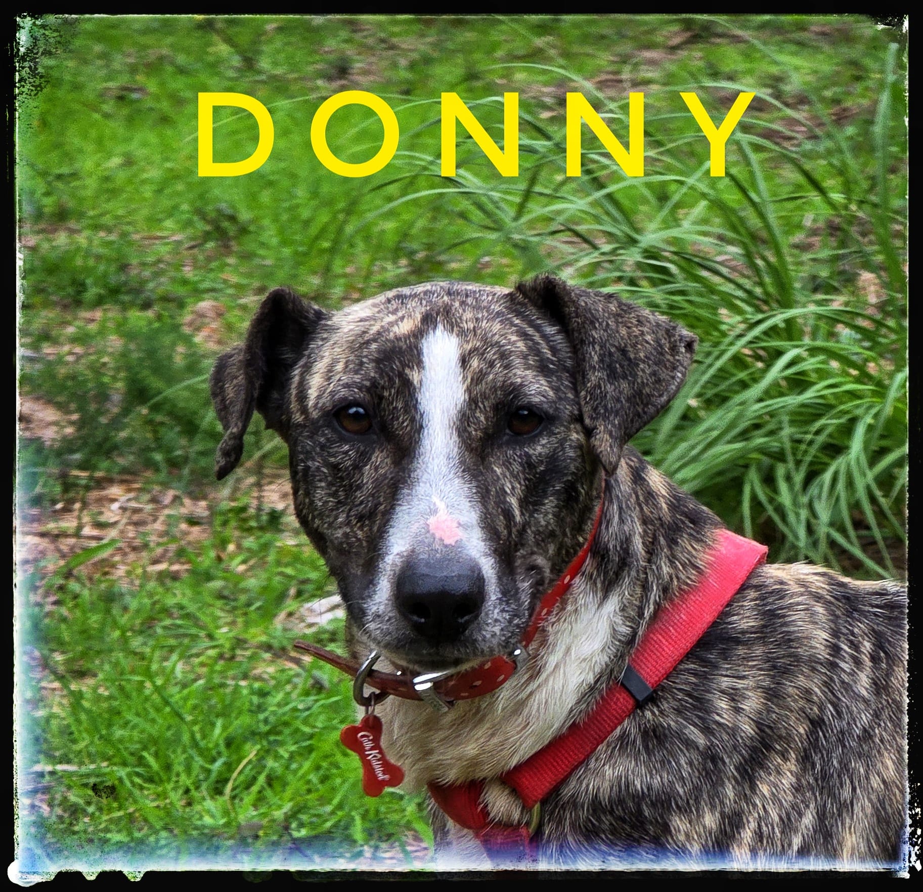 Donny (vorm. Donnie)