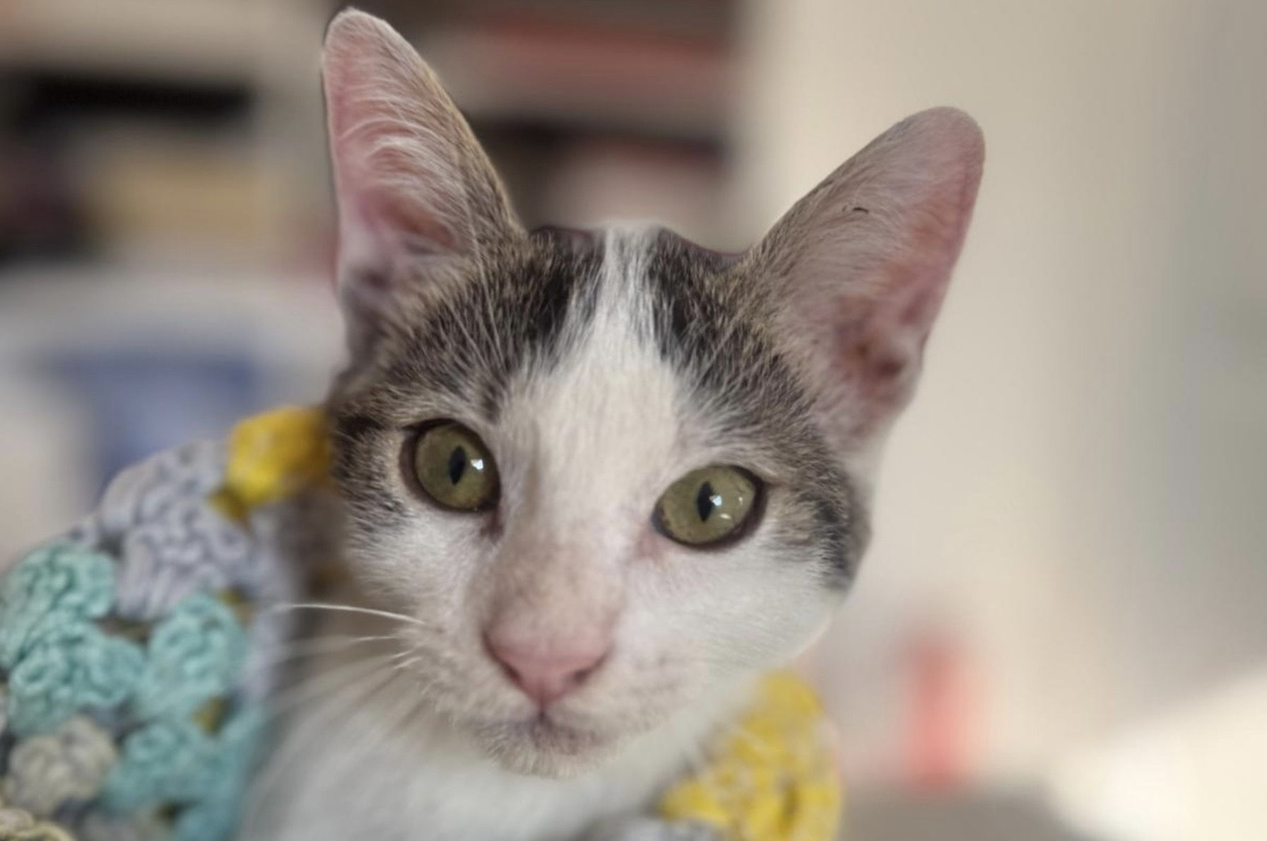 Mogli