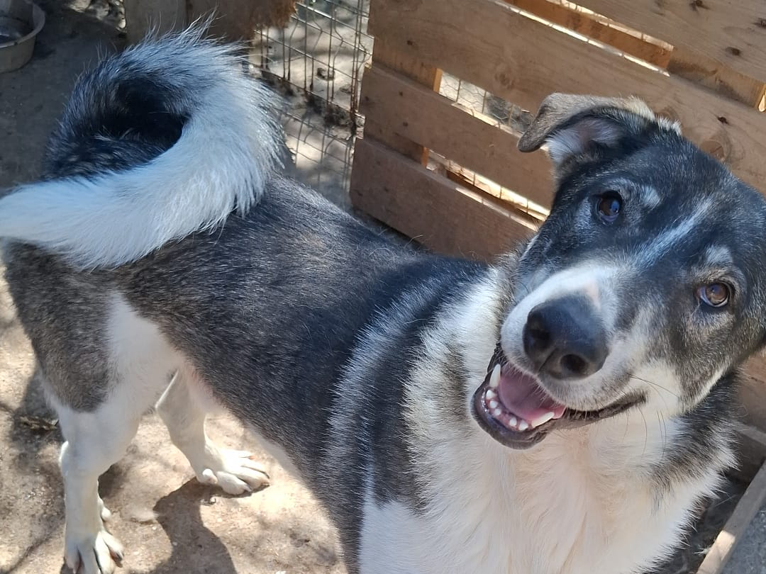 Bibo 🐾🐕