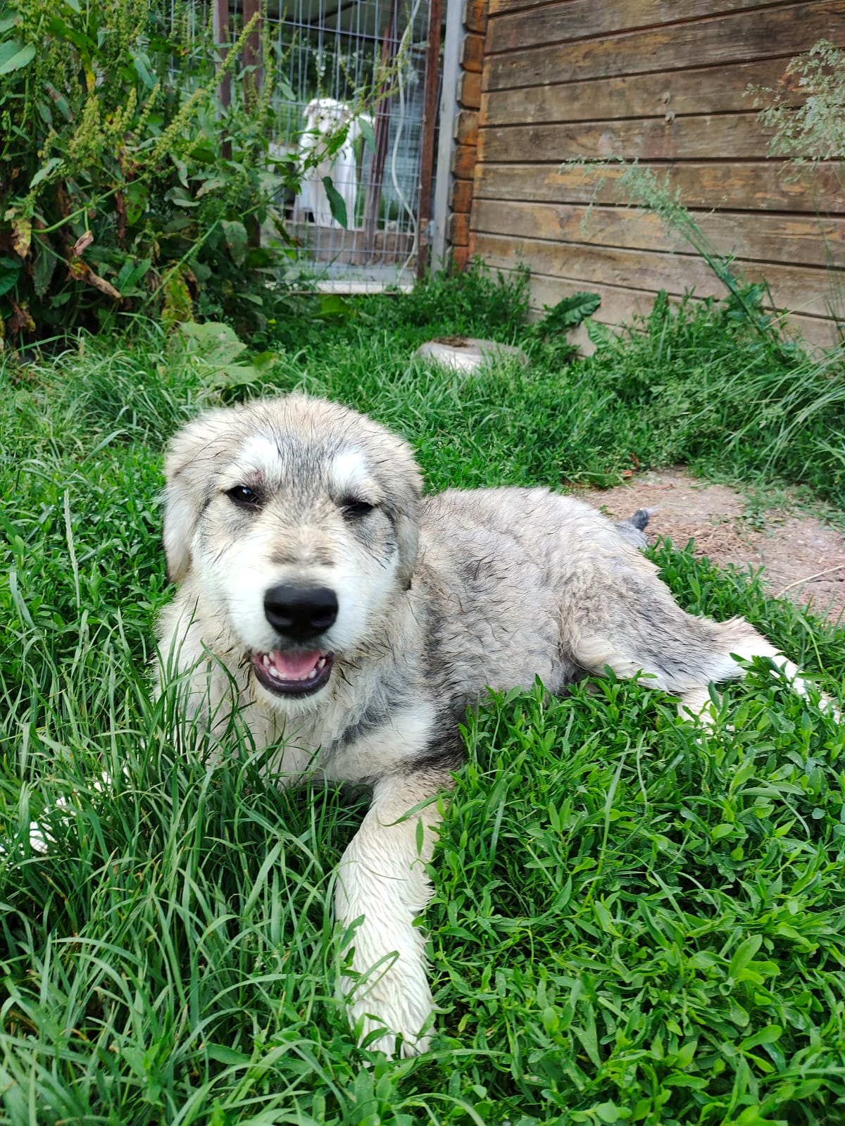 Baloo - HSH-Mischling