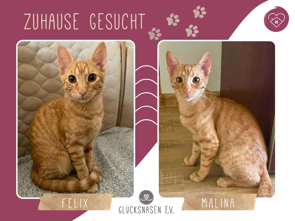 Felix und Malina sind bereit