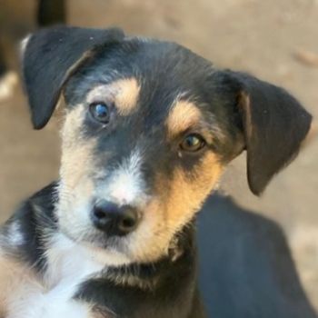 Kunigunde