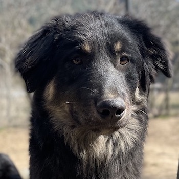 Marcello
