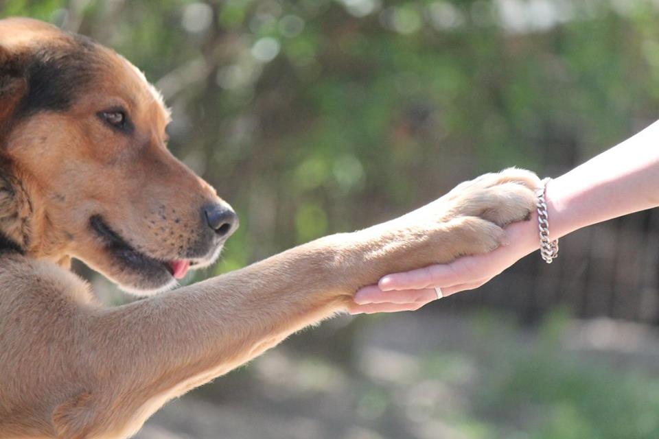 GuardianAngel4Dogs e.V.