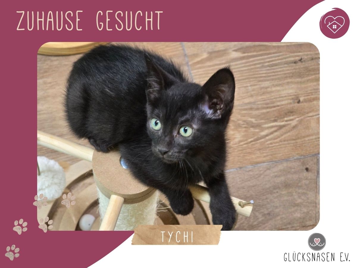 Tychi sucht ihre Menschen