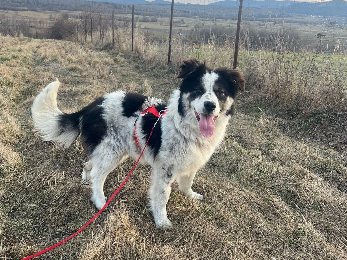 💛 Wunderschöner Yago 🌞🐾