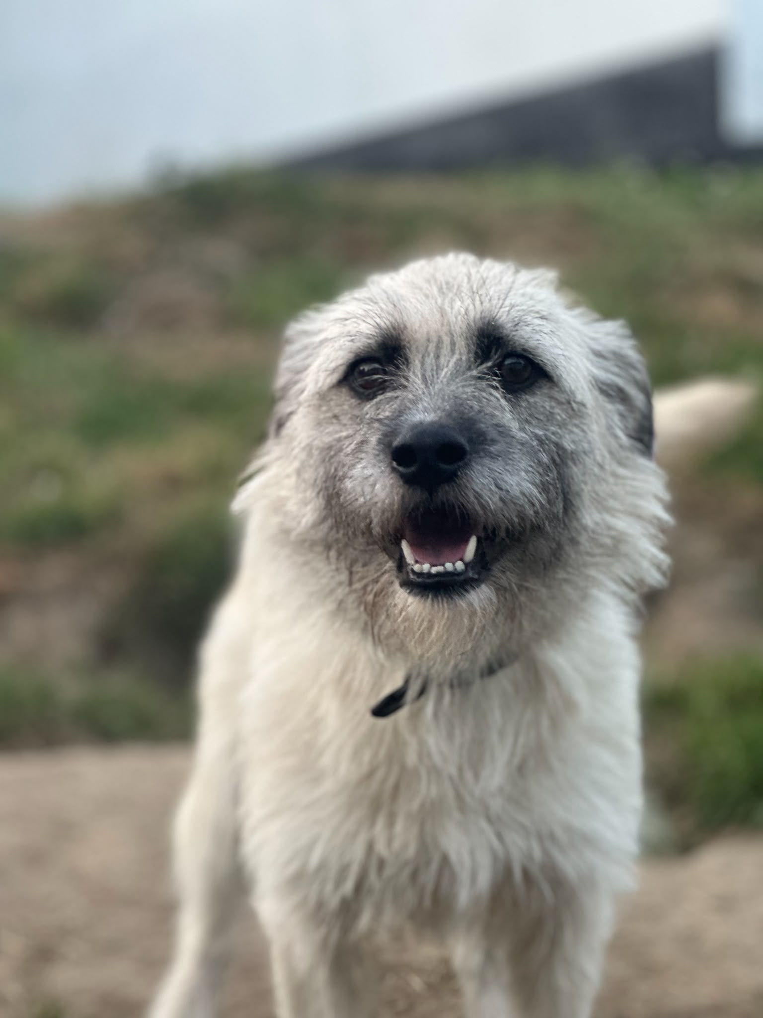 Laika sucht Dich