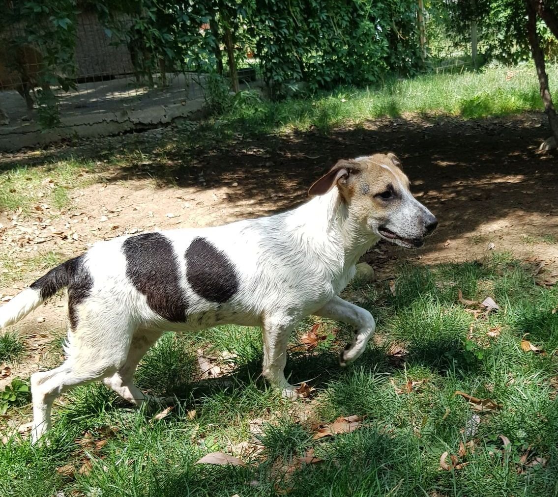 Melli