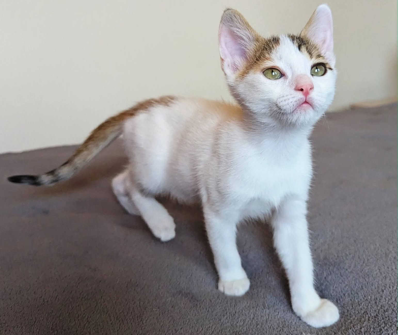 Mia