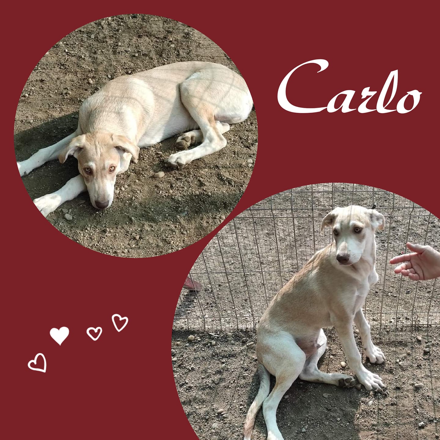Carlo