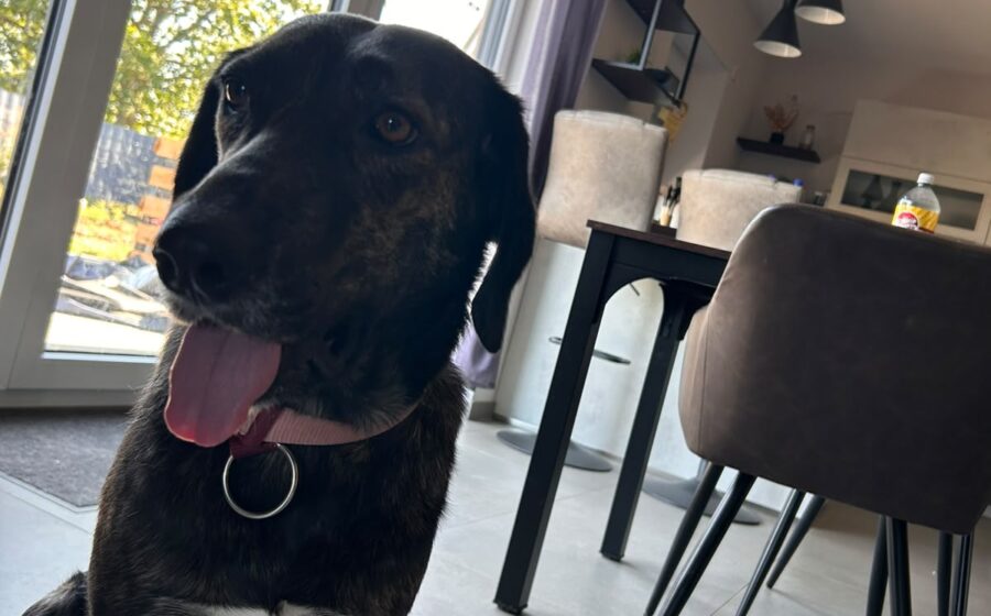 Neela