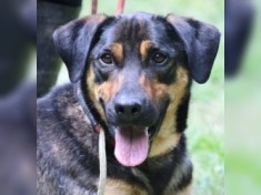 Robin - auch PS gesucht