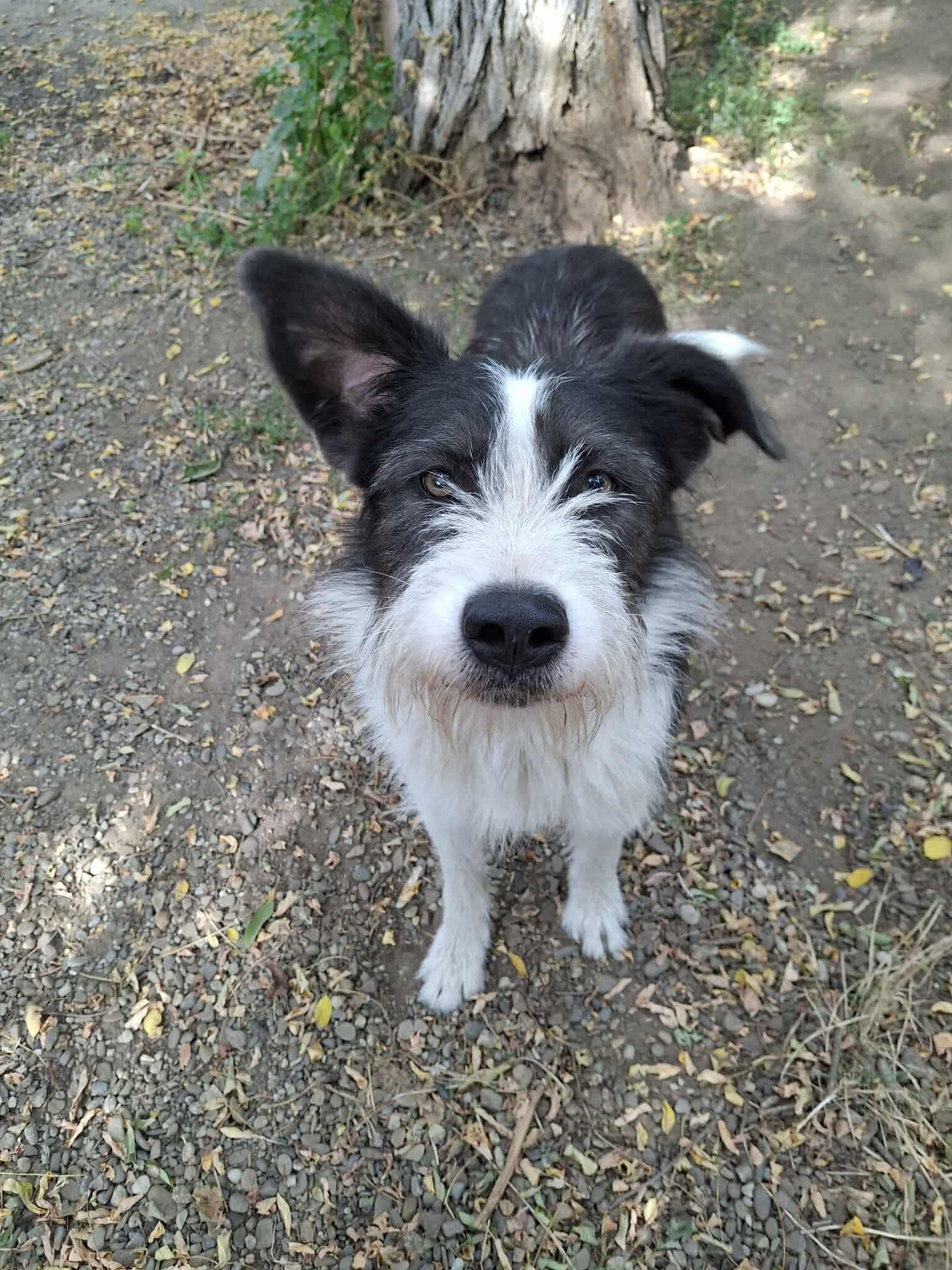 Lakota