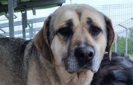 🆘❣️Traurige Sasha 🧡🆘