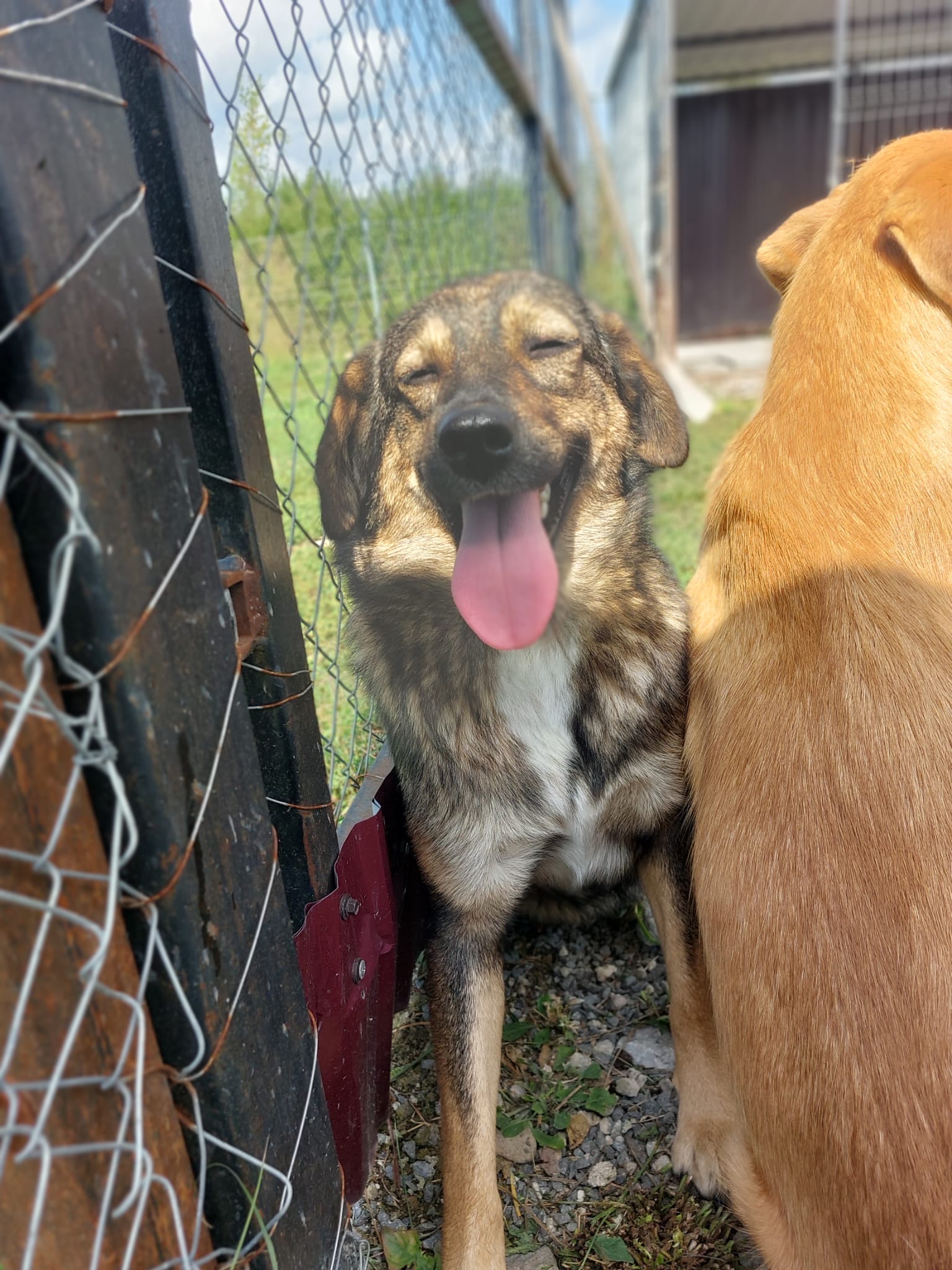 Kutaba 🐾🐕